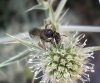 Lasioglossum sp.