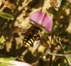 Megachilidae (Anthidiini)