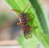 Nomada sp. 2/2