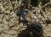 Osmia sp.