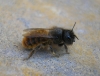 Osmia cornuta