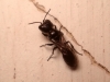 Pemphredon sp. Pemphredon sp.