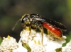 Sphecodes sp. 1d2