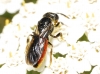 Sphecodes sp. 2d2