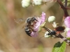 Xylocopa cantabrita Lepeletier 1841