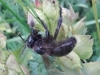 Xylocopa violacea (Linnaeus 1758)