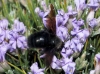 Xylocopa violacea (Linnaeus 1758)