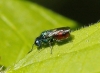 A identificar A identificar