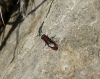 Chrysididae Chrysididae