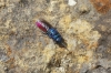Chrysididae Chrysididae