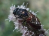 Chrysis emarginatula Spinola, 1808