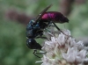 Chrysis emarginatula Spinola, 1808
