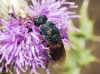 Chrysis emarginatula Spinola, 1808