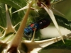 Chrysis grohmanni Dahlbom, 1854 Chrysis grohmanni Dahlbom, 1854