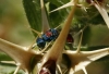 Chrysis grohmanni Dahlbom, 1854 Chrysis grohmanni Dahlbom, 1854
