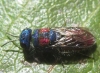 Chrysis grohmanni Dahlbom, 1854 Chrysis grohmanni Dahlbom, 1854