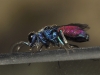 Chrysis mysticalis ? Chrysis mysticalis ?