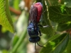 Chrysis sp. Chrysis sp.
