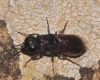 Chrysis del grupo elegans Chrysis del grupo elegans