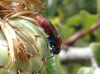 Chrysura sp. Chrysura sp.