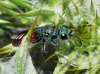 Chrysura sp. Chrysura sp.