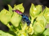 Chrysura sp. Chrysura sp.