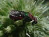 Hedychrum sp. 1/3 Hedychrum sp. 1/3