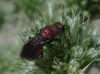 Hedychrum sp. Hedychrum sp.