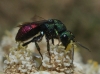 Hedychrum sp. Hedychrum sp.