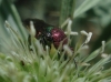 Hedychrum sp. 2/3 Hedychrum sp. 2/3