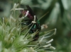 Hedychrum sp. 3/3 Hedychrum sp. 3/3