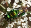 Stilbum cyanurum (Forster, 1771)