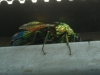 Stilbum cyanurum ? 1/2 Stilbum cyanurum ? 1/2
