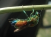 Stilbum cyanurum ? 2/2 Stilbum cyanurum ? 2/2