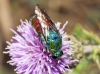 Stilbum sp. 1d3 Stilbum sp. 1d3