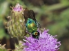 Stilbum sp. 2d3 Stilbum sp. 2d3