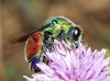 Stilbum sp. 3d3 Stilbum sp. 3d3