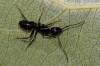 A identificar A identificar