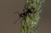A identificar A identificar