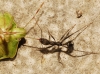 Aphaenogaster iberica (Emery, 1908)