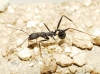 Aphaenogaster iberica Aphaenogaster iberica