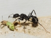 Aphaenogaster iberica Aphaenogaster iberica