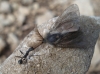 Aphaenogaster iberica Aphaenogaster iberica