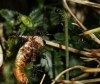 Aphaenogaster iberica Aphaenogaster iberica