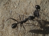 Aphaenogaster sp Aphaenogaster sp