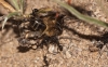 Aphaenogaster sp