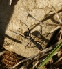 Aphaenogaster sp Aphaenogaster sp