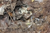 Aphaenogaster sp. Aphaenogaster sp.