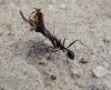 Aphaenogaster iberica Aphaenogaster iberica