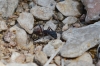 Camponotus cruentatus (Latreille, 1802)